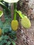 A jackfruit. Badulla District of Sri Lanka Â .